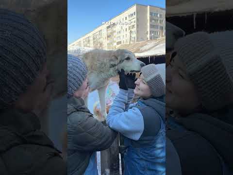 Подарок приюту для животных