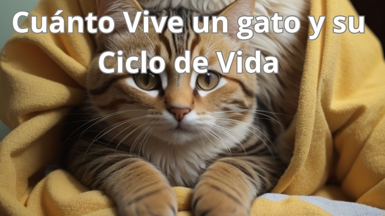 Cuánto Vive un Gato: Descubre la Longevidad y Ciclo de Vida Felino