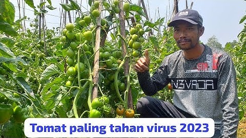 Tomat paling tahan pirus di musim hujan dan kemarow 2023