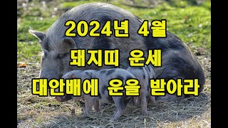 2024년4월 돼지띠 운세 소인배와 대안배는 누구더냐