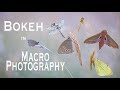 Bokeh in Macro Photography