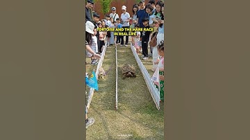 Real-Life Tortoise and Hare Race on a Korean Farm