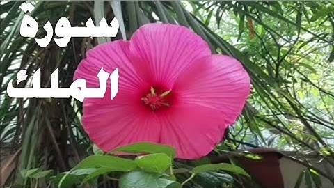 استمع لي  سورة الملك بصوت جميل