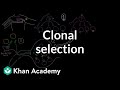 Clonal selection | Immune system physiology | NCLEX-RN | Khan Academy