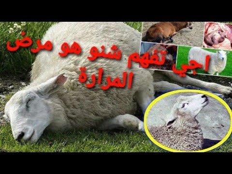 تربية الاغنام اجي تفهم مزيان شنو هو مرض المرارة وكفاش تحمي القطيع ديالك منو الجزء 2