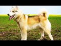 Сибирская лайка. Происхождение породы и воспитание. Собаки от А до Я/DOGS FROM A TO Z (Дай лапу)