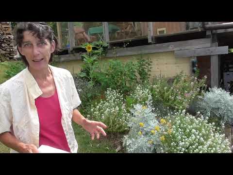 Video: Varietà Insolite Di Daylilies Che Decoreranno Un Giardino Fiorito