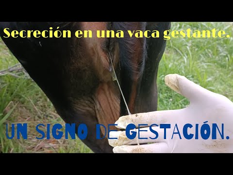 Secreción cérvico-vulvar, en una vaca que está pr€ñada. Un signo de Gestación. hqdefault
