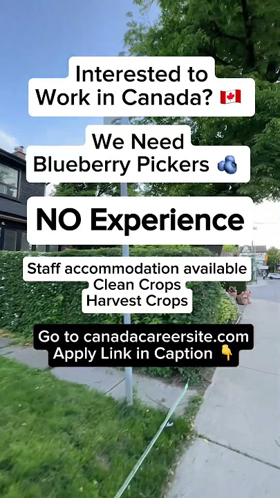 🇨🇦 Hiring Canada Blueberry Pickers | canadacareersite.com