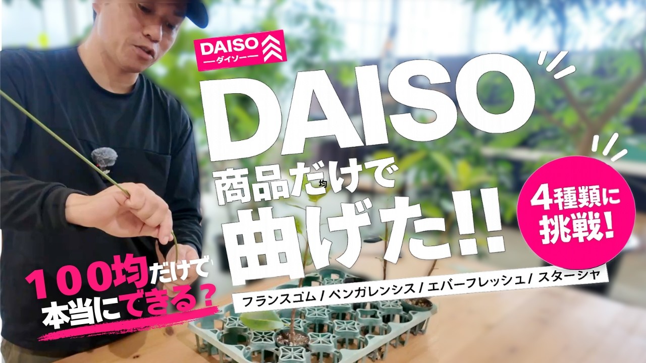 【DAISOグッズだけで？！】植物の曲げをやってみた