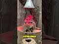 Meerkats Are Nature's Most Brutal Killers #shorts