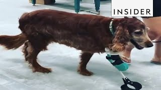 Prosthetic Limbs Made for Animals