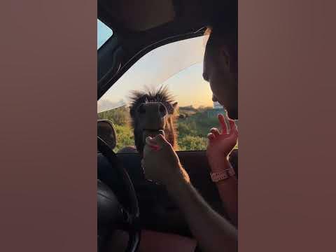 Маленький гангстер - YouTube