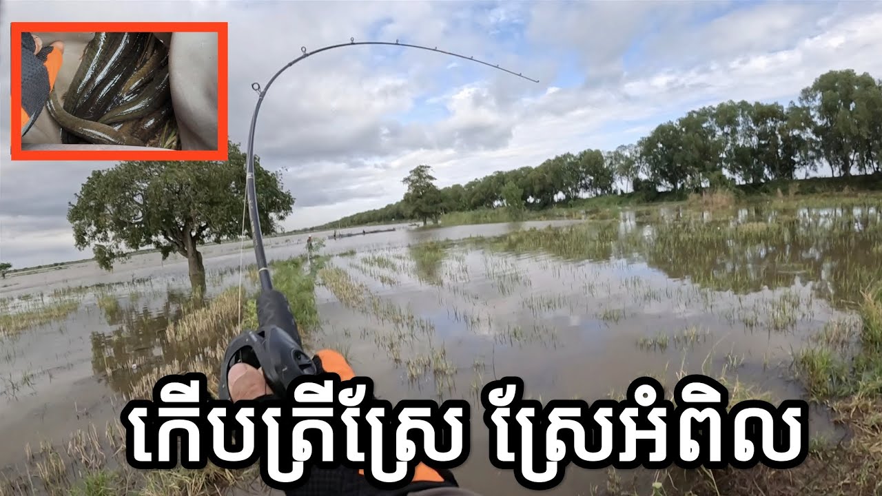 ពេញបបក់ហើយ ខាងស្រែអំពិល ចុងខ្សាច់! #fishing #fishingtrip #បបក់ត្រីស្រែ #បបក់ត្រីធម្មជាតិ