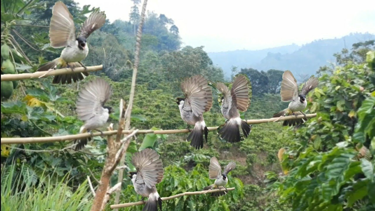 MIKAT BURUNG KUTILANG 3X PINDAHLOKASI  MASIH GACOR