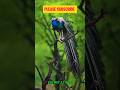 इतना सुंदर मोर आपने नहीं देखा होगा 😍🦚 | Peacock Viral Video #antifarmer #birds #sunbird  #peacock
