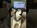 Хаски поёт под новости про погоню 😅🐺📺 #shorts #хаски  #собака
