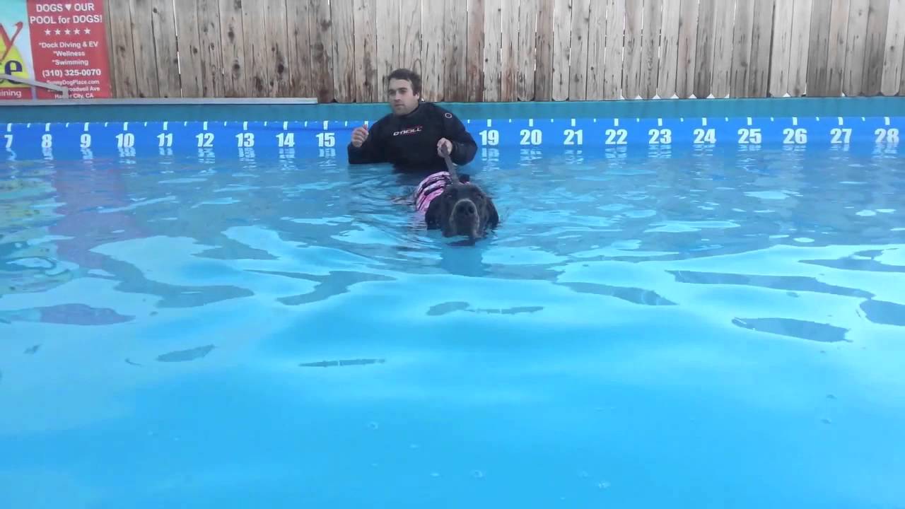 bean swimming YouTube