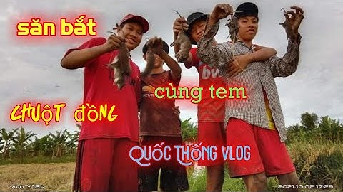săn bắt | chuột đồng mùa gặt miền tây - cùng tem | thống vlog
