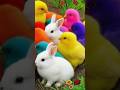 Ayam Lucu, ayam warna warni, ayam rainbow, kelinci lucu, bebek lucu, ikan koi, Hewan Lucu