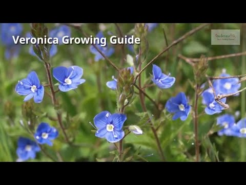 Veronica Growing Guide By Gardenershq