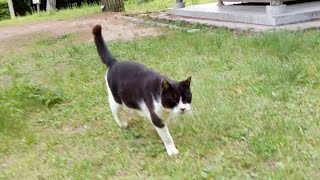 ハイキングコースで出会った野良猫、一度は素通りしたが振り返って戻ってきた。