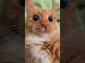 My Cat Is Acting Weird Again 😹💫 | What’s Going On?!