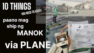10 Things You Need to Know Paano Magship ng MANOK via PLANE