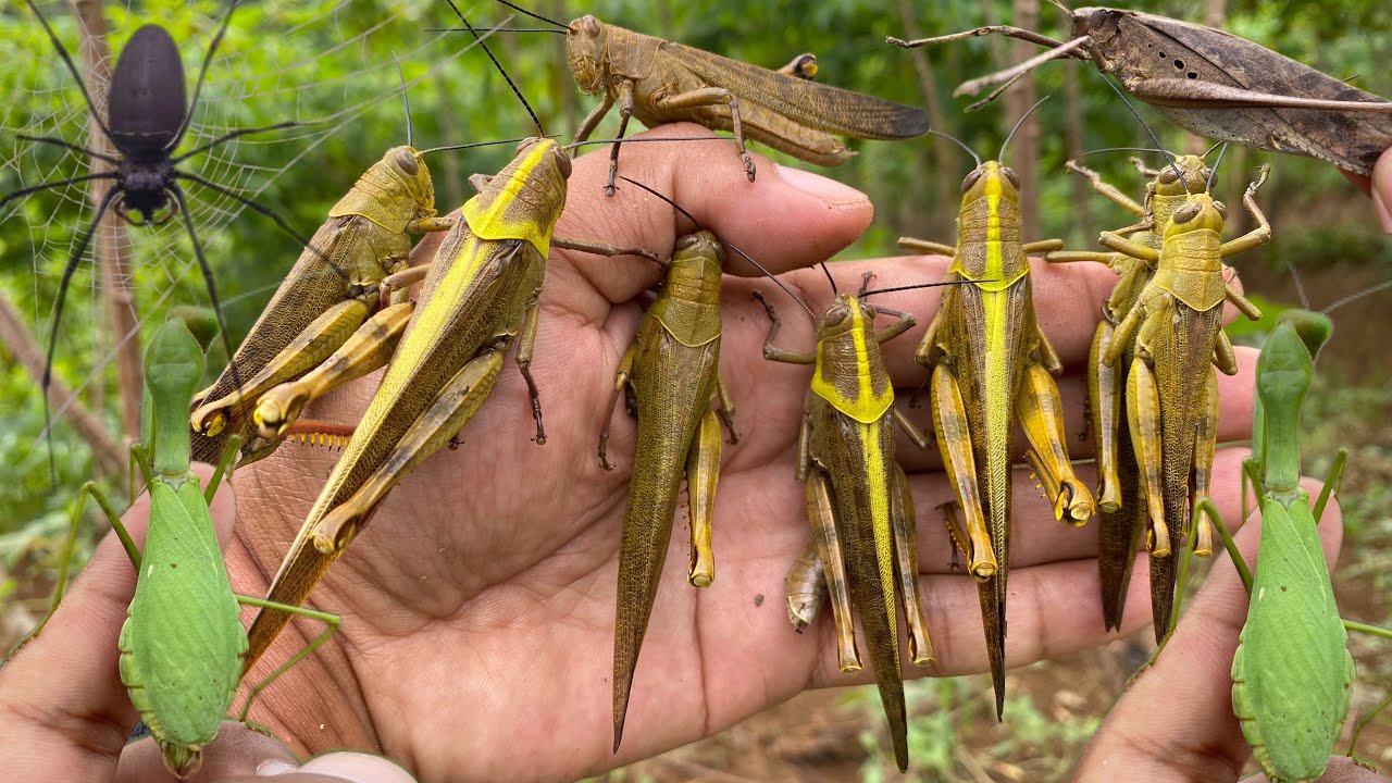 Hunt the grasshopper king in nature