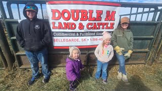 The bulls are sold and delivered and working on the grain trailer 