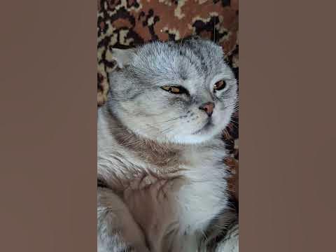 Котейка кайфуша## - YouTube