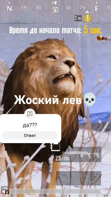 чо за тигр этот лев - YouTube