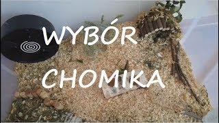 Czym Kierować Się Przy Wyborze Chomika