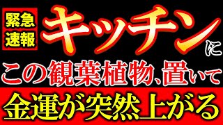 【※今すぐ確認して下さい⚠️】キッチンに絶対置くべき最強の観葉植物10選✨置くだけで、金運が急上昇します✨｜風水インテリアで金運アップ