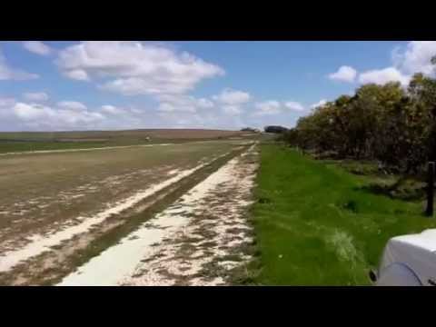 Black Oystercatcher Landing Strip 
