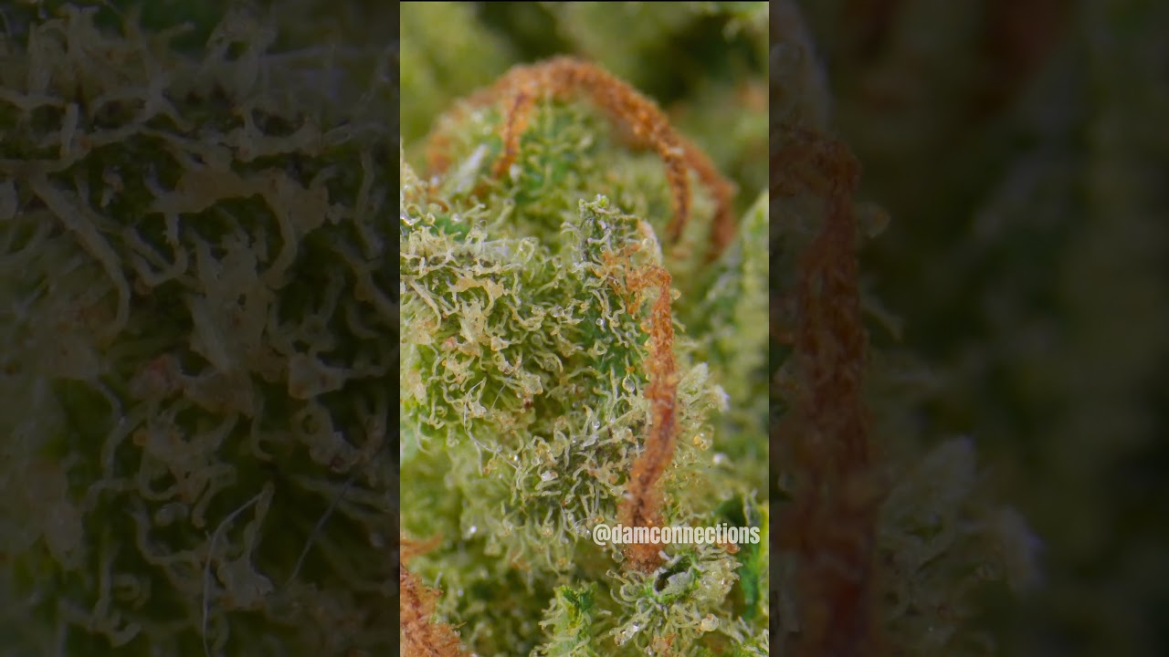Indica Dominant Strain - Amnesia by Colorado