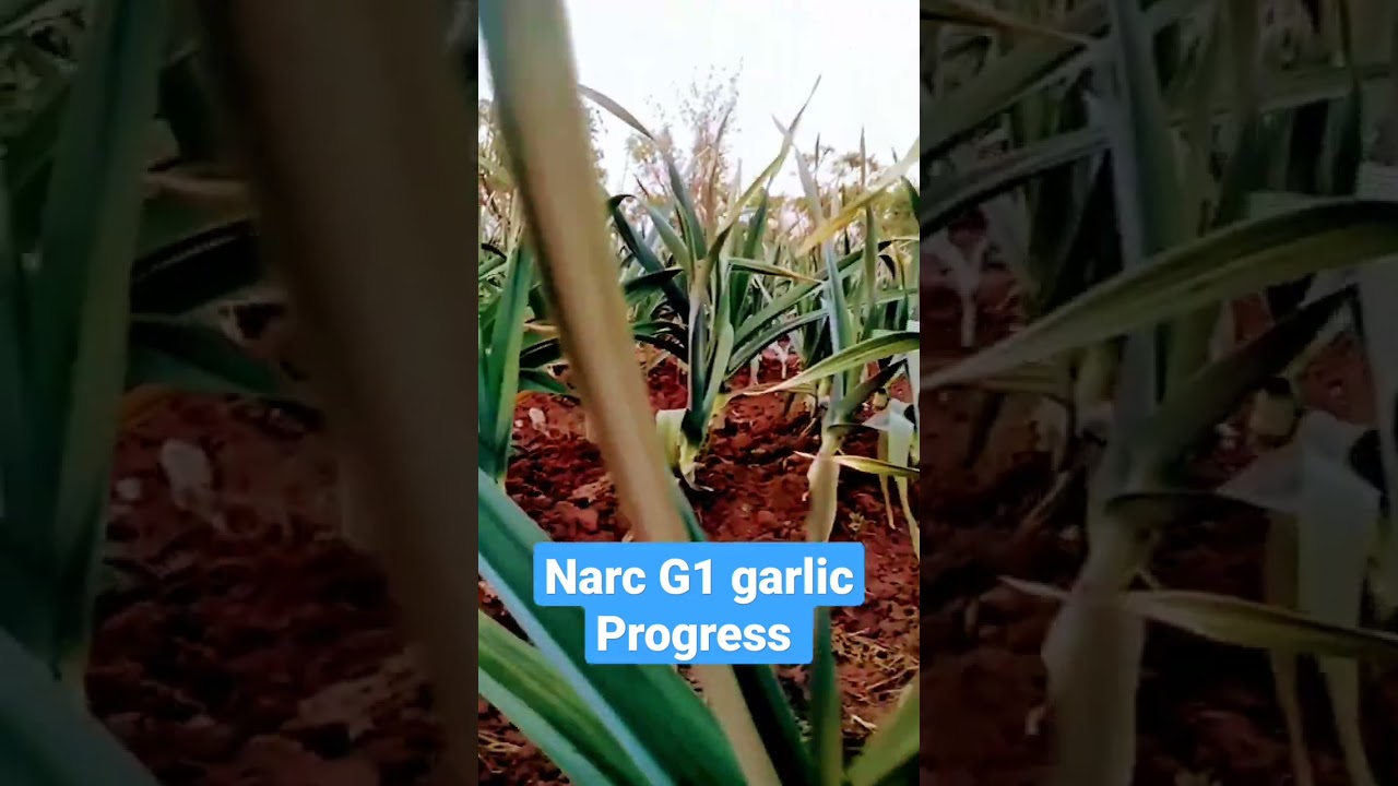 Narc G1 garlic available Hybrid garlic expensive