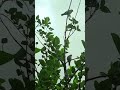 #cute #birds # #nature #shortvideo #youtubeshorts #shortvideo