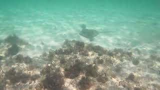 Southern Stingrays In The Florida Keys