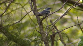 Wild SideTV-Neotropical Migratory Songbirds