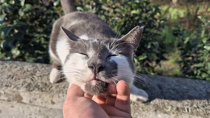 Video 7268271: tabby cat persian, stray cat, cat meowing, gray cat, cute gray cat, cat food, adorable cats, kitty