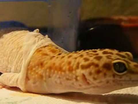 The Shedding Process - Leopard Geckos - YouTube