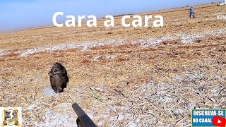 Caçada de javali - 3 porcas e 1 cachaço abatido 