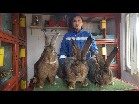 Video: Engleză Spot Rabbit