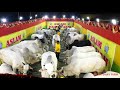 Aslam dairy farm 2024  biggest cow collection of golbari viral  kolkata cow 2024 