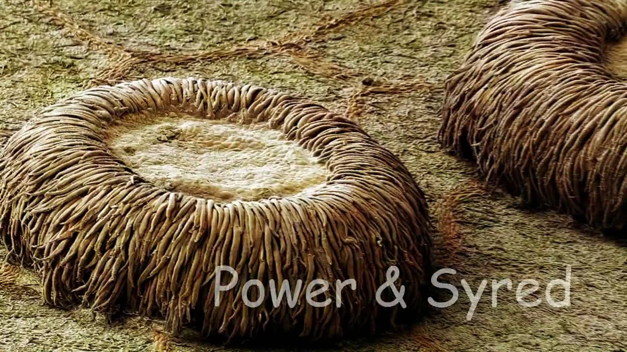 Spangle oak galls of the Neuroterus numismalis wasp