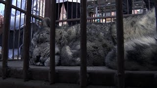 Снежный барс ослеп после выстрела / 13.01.20 / НТС Снежный барс ослеп после выстрела / 13.01.20 / НТС