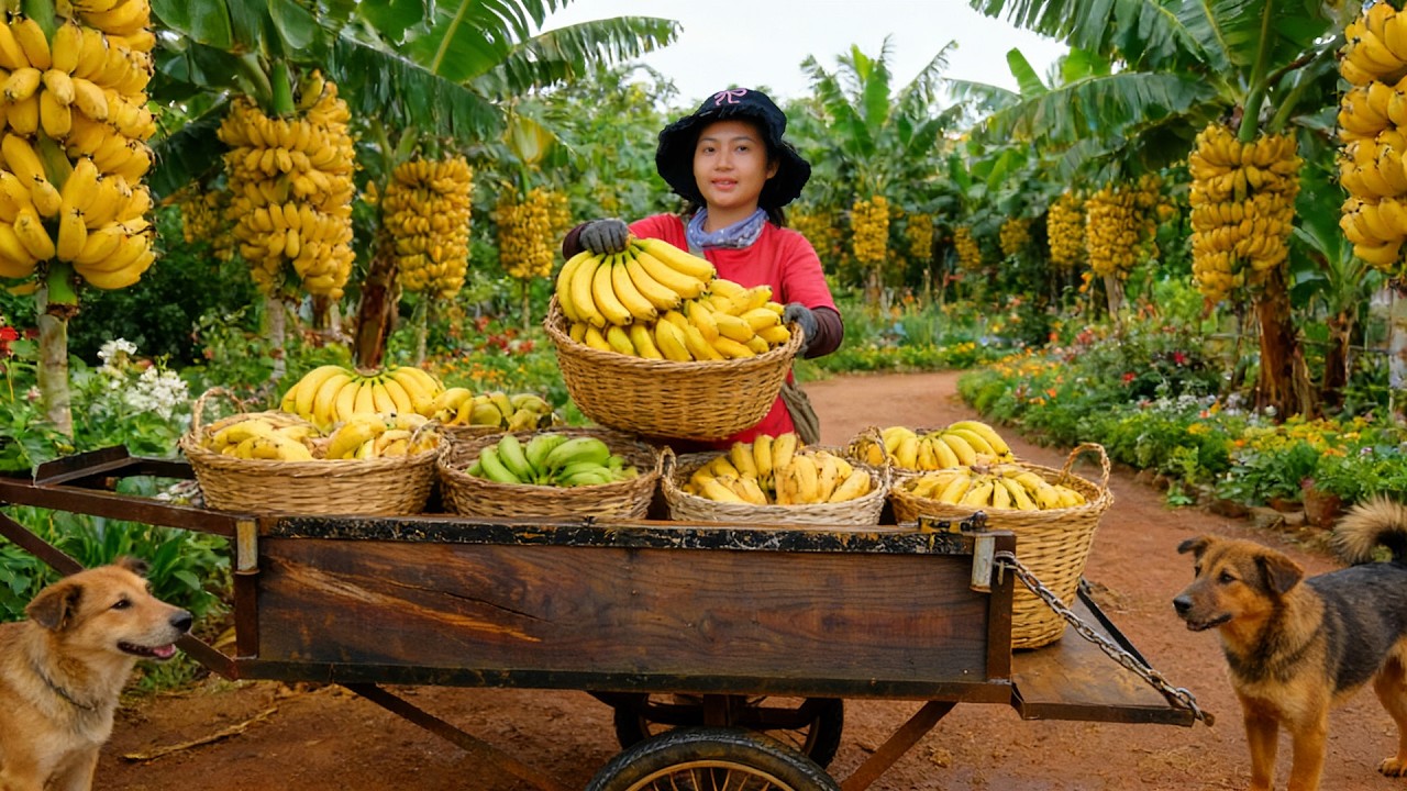 Harvest A Cart Of Bananas To Sell At The Market – Hoe The Soil And Plant Mustard Greens