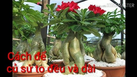 🌳🌺Cách Để Củ Sứ To Đều Và Đẹp