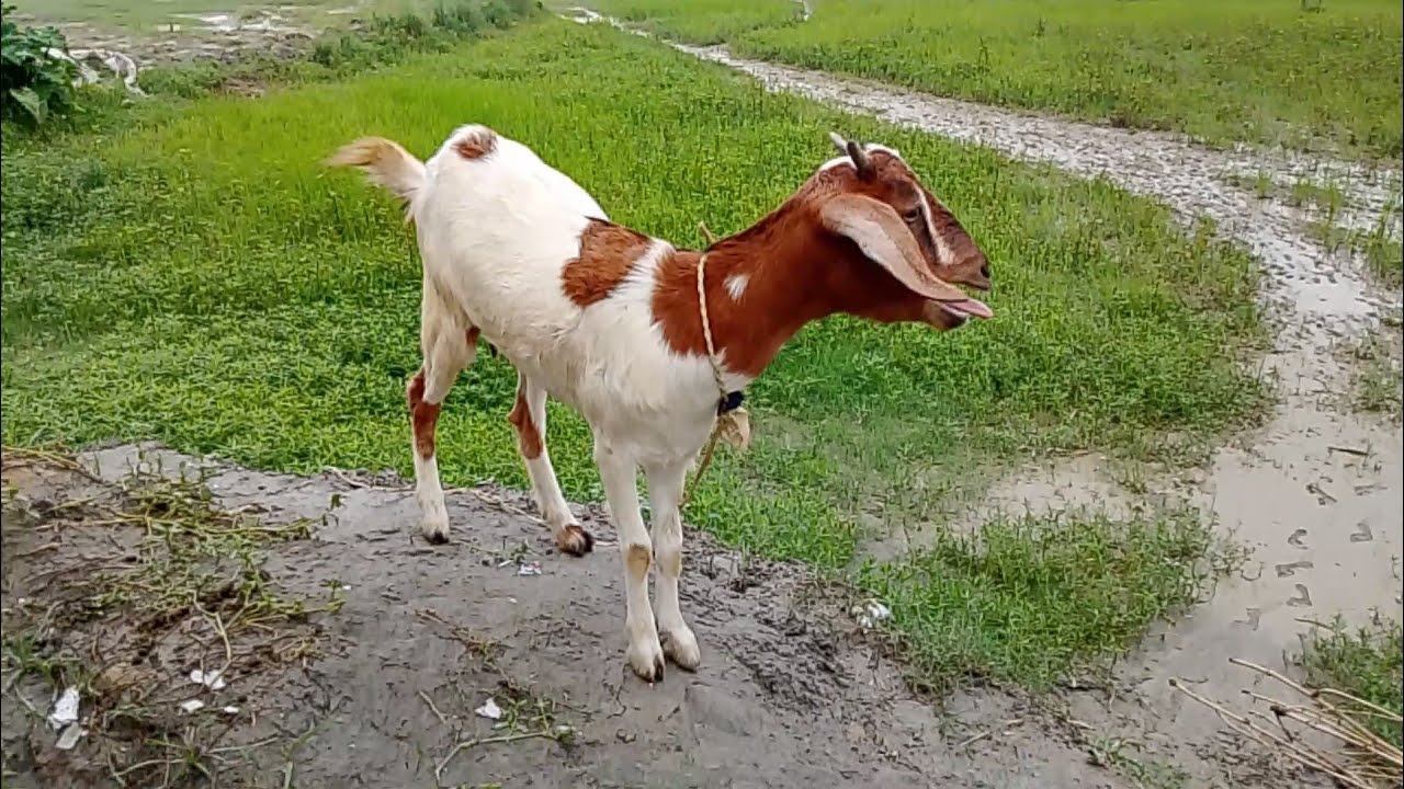 🐐 Funny Goat Voice in the Field 🌿 | Village Life Sounds